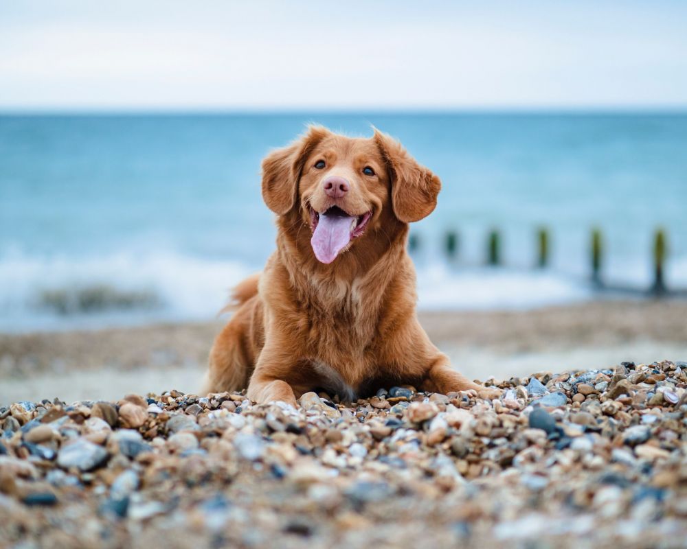 Bonito perro con la lengua fuera tumbado en la arena de la playa